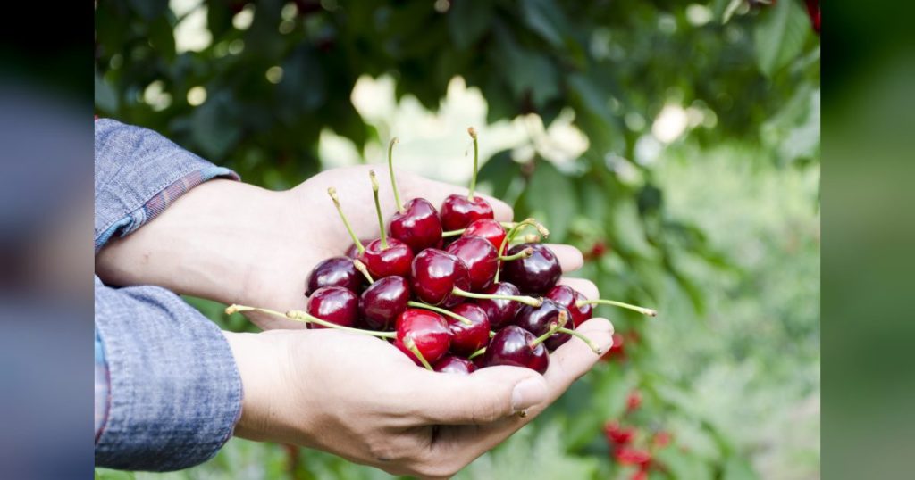 El DOE publica las nuevas ayudas a los seguros agrarios para todas las pólizas de 2026 con un refuerzo especial para el sector de la cereza