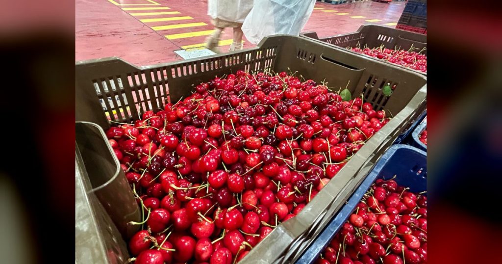 La Junta de Extremadura eleva las ayudas a los seguros agrarios en 2026 y amplía hasta el 75% la subvención para el sector de la cereza