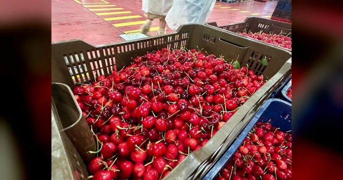 La Junta de Extremadura eleva las ayudas a los seguros agrarios en 2026 y amplía hasta el 75% la subvención para el sector de la cereza