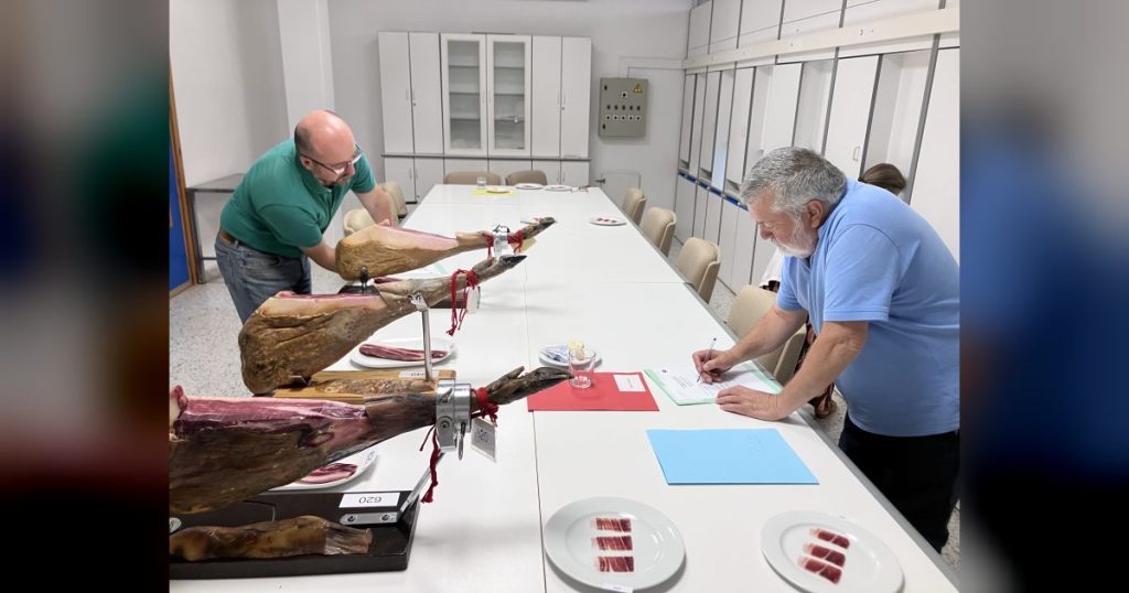 Un total de ocho jueces expertos deciden los seis jamones finalistas al galardón del 'Premio Espiga Jamones Ibéricos DOP Dehesa de Extremadura'
