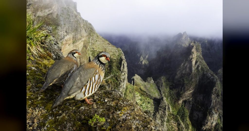 FIO convoca una nueva edición de su concurso internacional de fotografía de aves