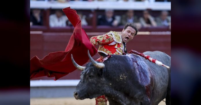 Premios Extremadura a la Tauromaquia 2025