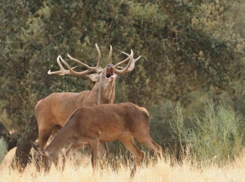Extremadura participa de las nuevas licencias interautonómicas de caza y pesca, que costarán 70 y 25 euros y serán válidas en 10 comunidades