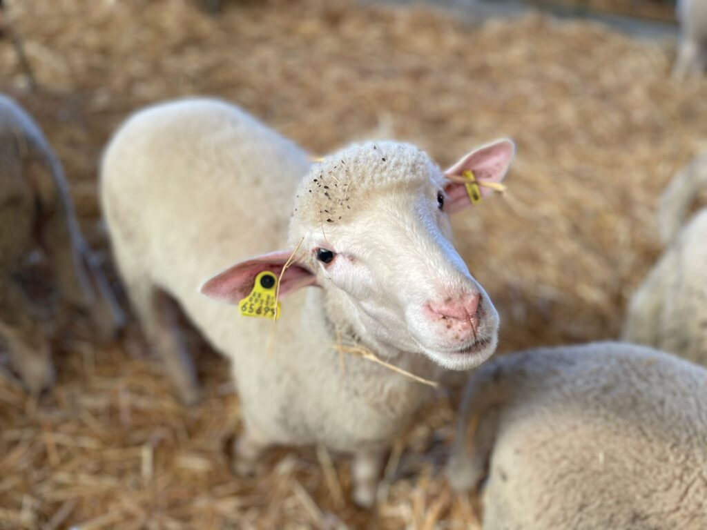 Agricultura abona diversas ayudas al ovino y caprino dotadas con más de 31’5 millones a cerca de 6.000 ganaderos