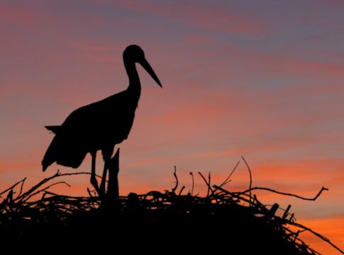 La Junta de Extremadura destina 5 millones de euros a ayudas para la conservación de las especies protegidas en explotaciones agrarias y ganaderas