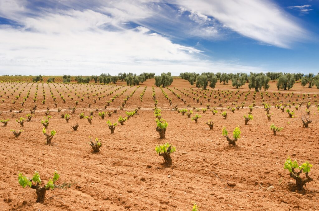 La Junta destina 9 millones de euros a ayudas para la reestructuración y reconversión del viñedo en Extremadura