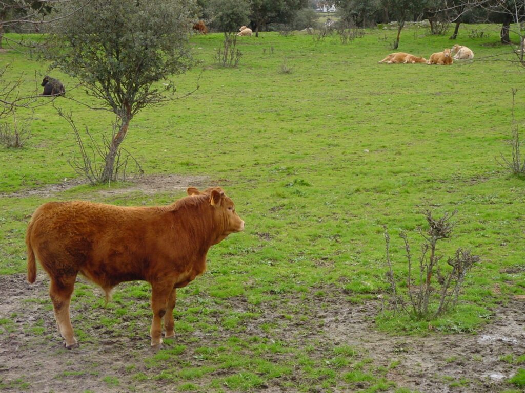 Agricultura abona cerca de 2,7 millones de euros de las ayudas asociadas al vacuno a más de 1.100 ganaderos