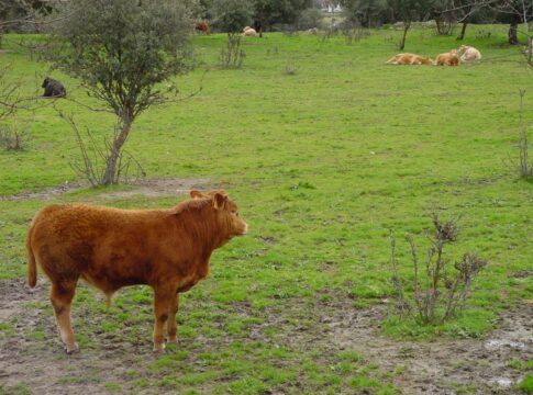 Agricultura abona cerca de 2,7 millones de euros de las ayudas asociadas al vacuno a más de 1.100 ganaderos