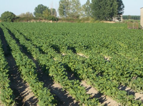 Agricultura abona esta semana más de 5 millones de euros de la ayuda a la Producción Integrada de Tabaco a casi 500 agricultores