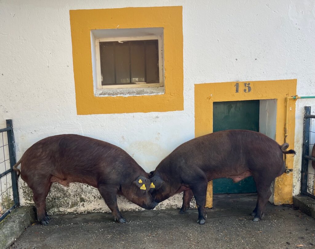 El Censyra subasta 29 sementales porcinos Duroc con un precio de salida de 700 euros