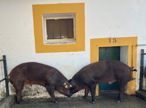 El Censyra subasta 29 sementales porcinos Duroc con un precio de salida de 700 euros