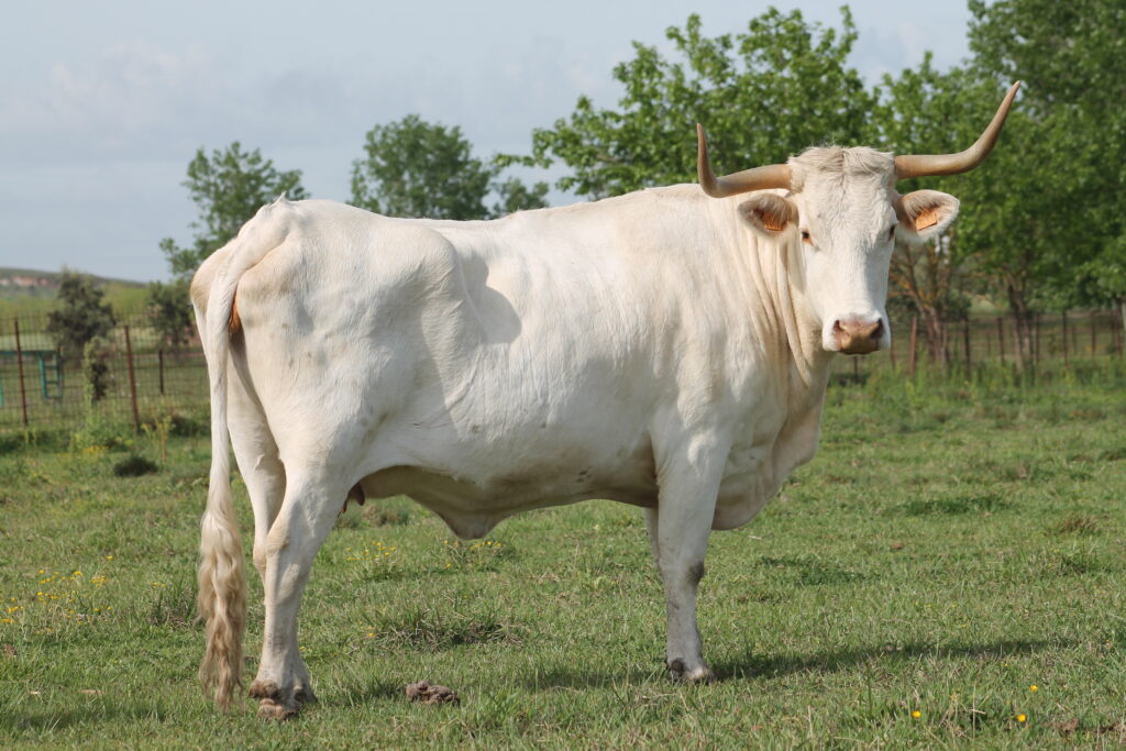 El CENSYRA de Badajoz adjudica el total del ganado ofertado en la subasta de vaca Blanca Cacereña y cabra Retinta
