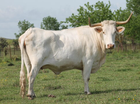 El CENSYRA de Badajoz adjudica el total del ganado ofertado en la subasta de vaca Blanca Cacereña y cabra Retinta