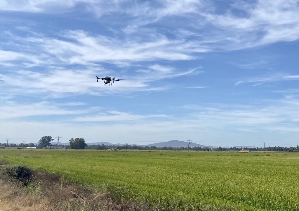 La Consejería de Agricultura, Ganadería y Medio Natural inicia el tratamiento fitosanitario para el control de la pudenta del arroz